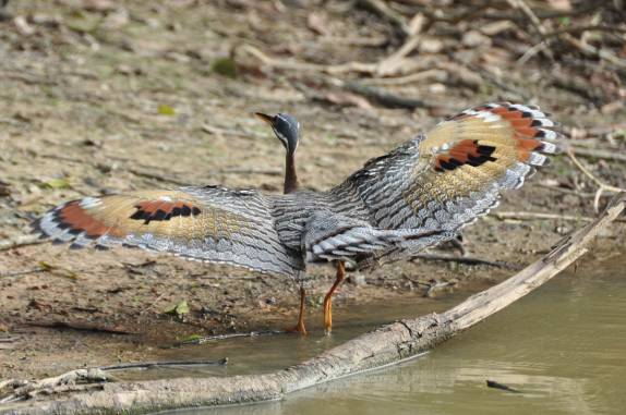 Tigana abre suas asas para assustar um rival no Hato El Cedral, na região dos llanos venezuelanos, perto da cidade de Mantecal